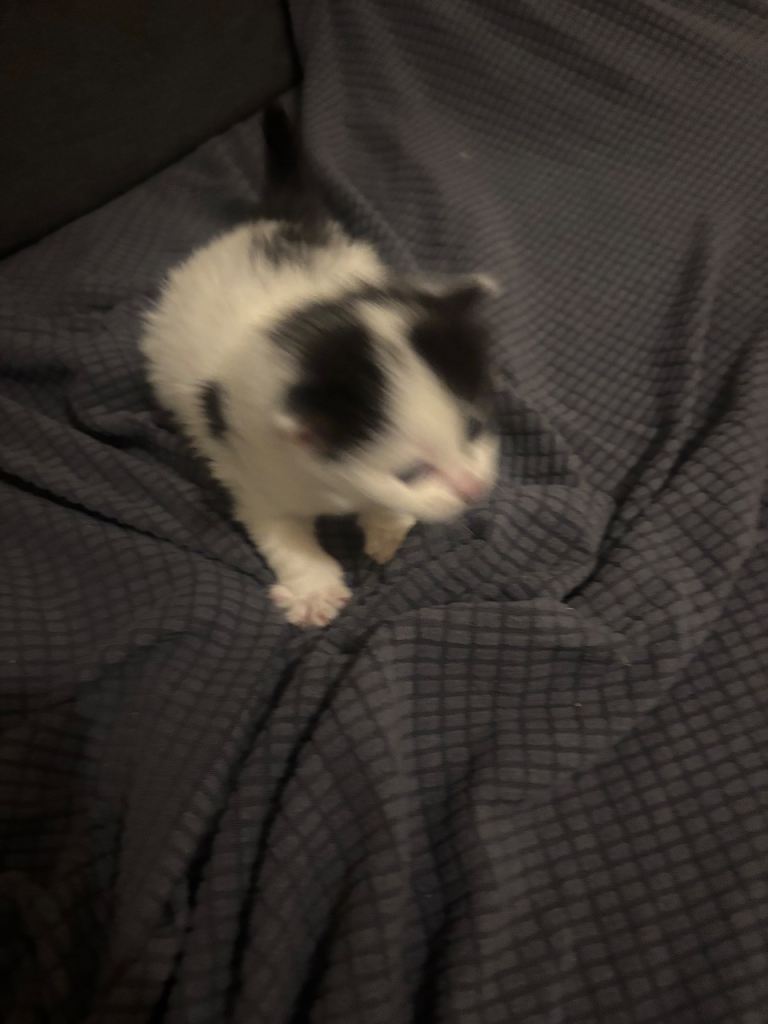 Baby kittens for sale 