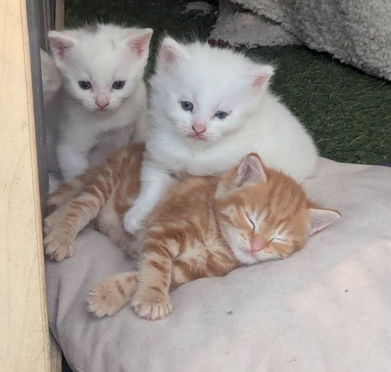 Choose a kitten - ready  now 