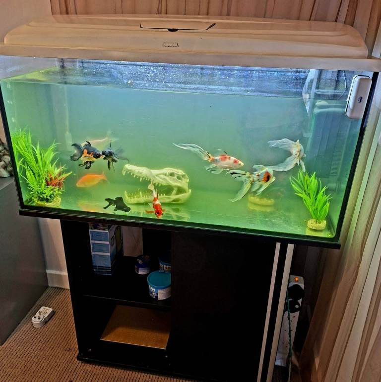 Lovely aquarium fish & fish tank 