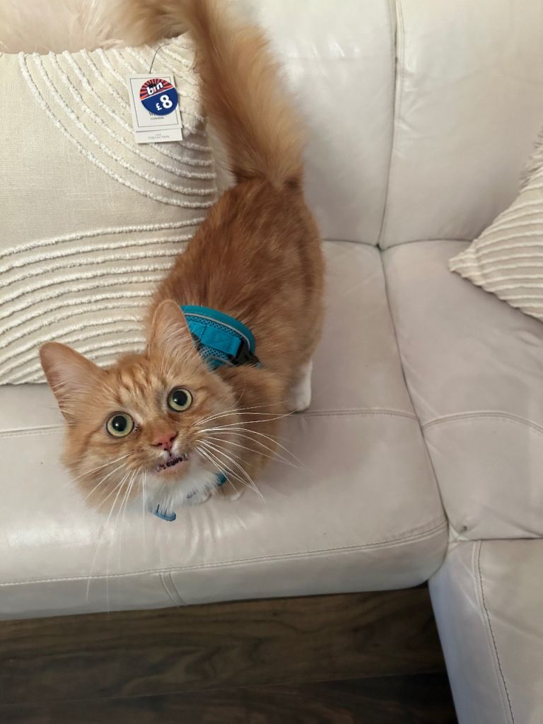 Heartbreaking rehome Pablo 