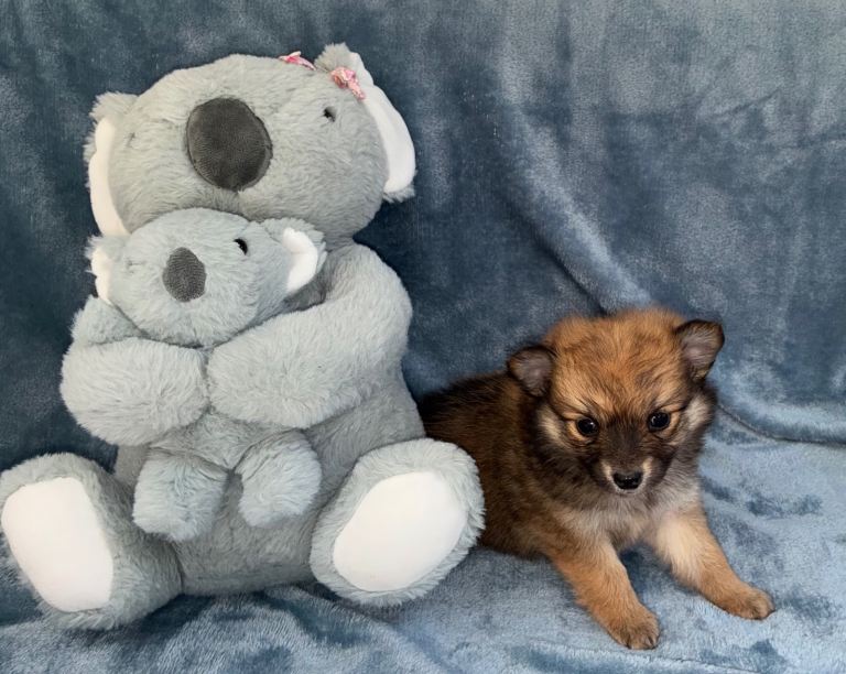 Beautiful Pomeranian girl 