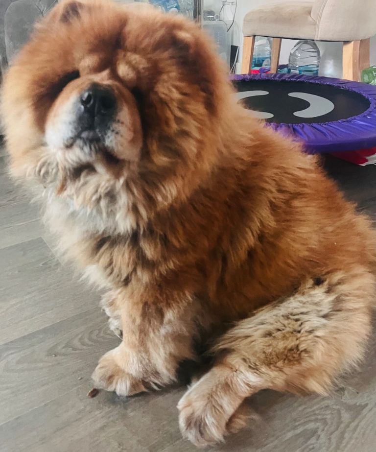 Chow chow 