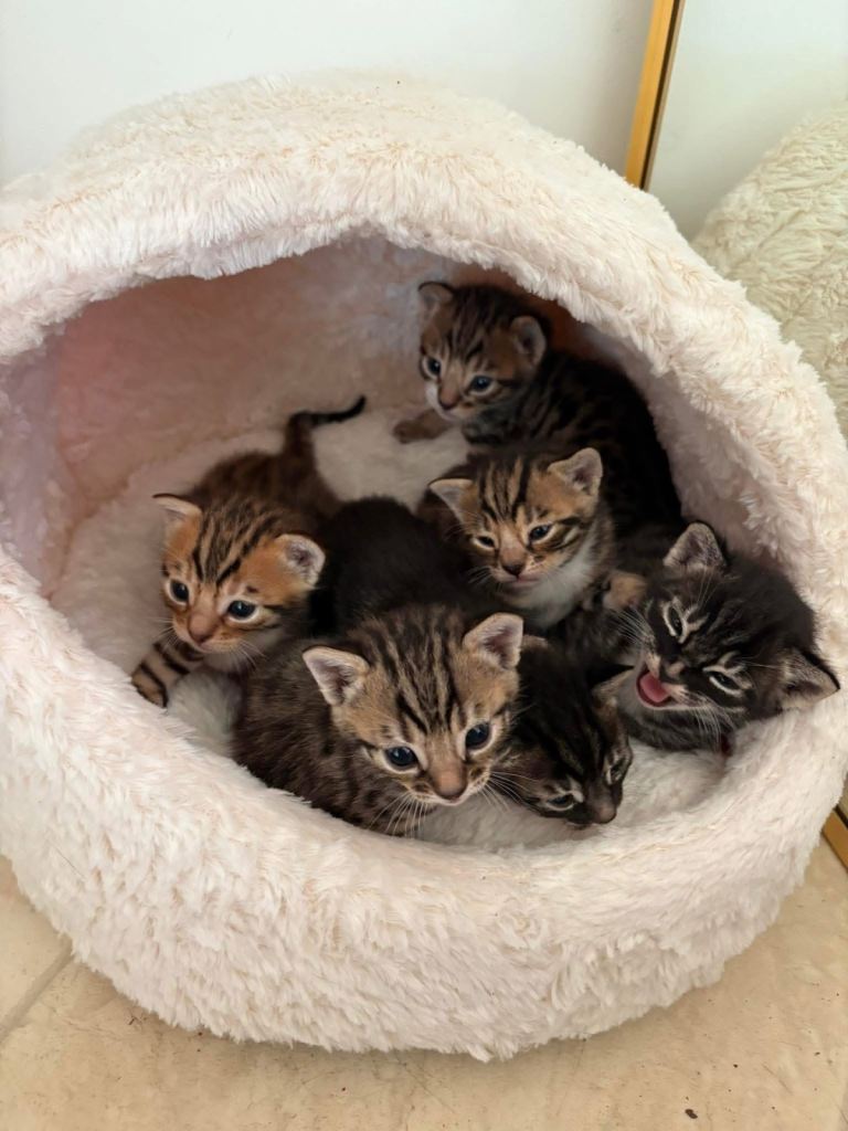 Adorable Cat Kittens 
