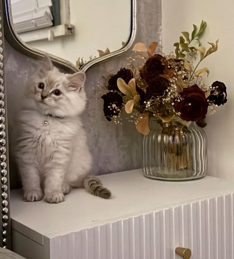Blue Lynx Point Ragdoll Kitten 