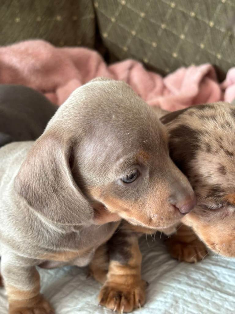 Miniature Dashunds for sale