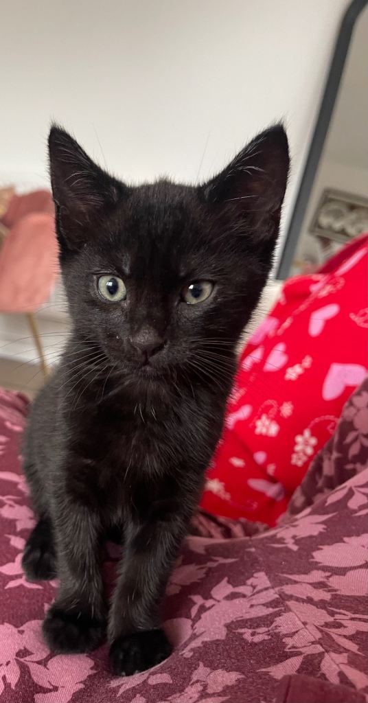 Gorgeous friendly loving black kitten
