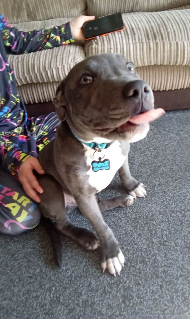 Blue boy puppy Staffordshire Bull Terrier