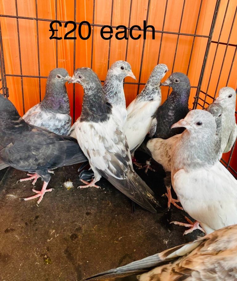 Pakistani pigeons high flying Teddy 