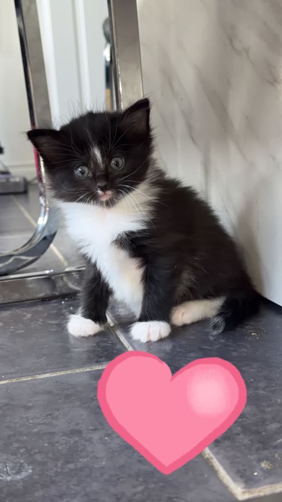 Kittens for sale £200-300 depending on kitten