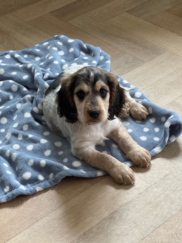 Cockapoo puppy