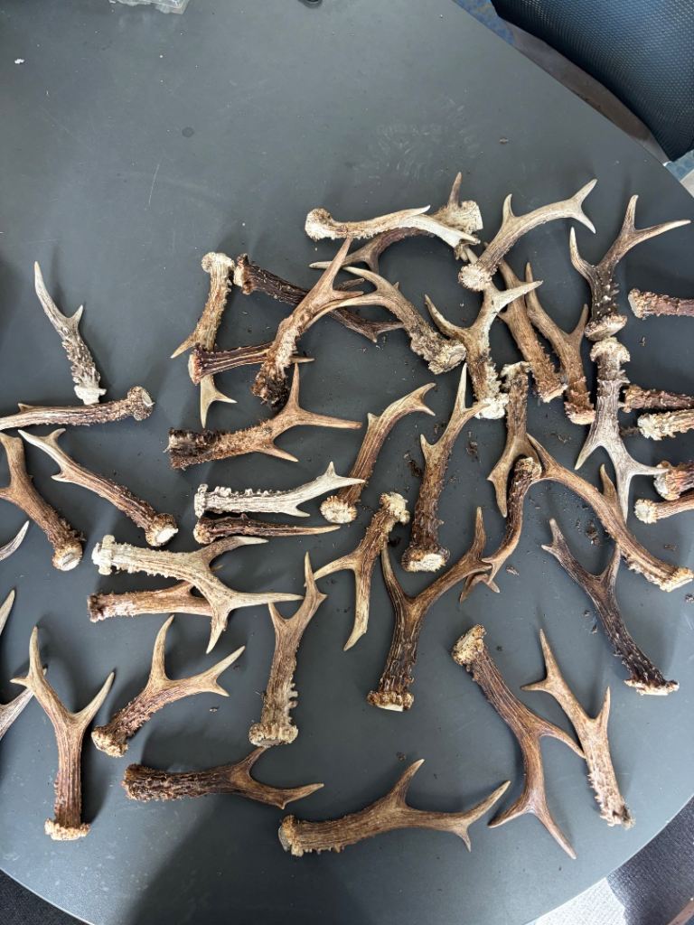 Roe antlers 