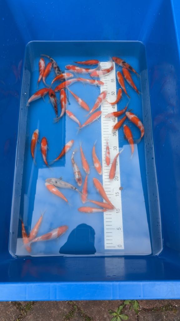 Koi for sale 