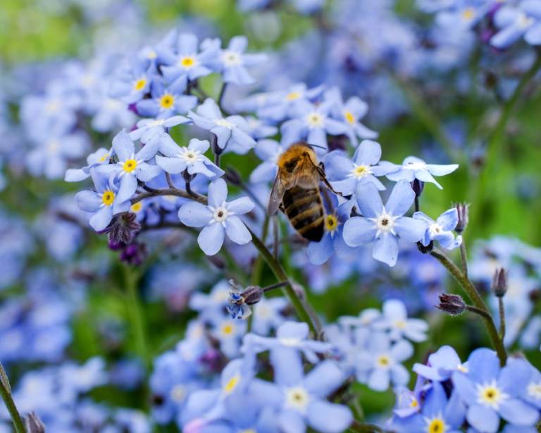 Large tray of 'Forget-me-not' plants - £5 per tray.