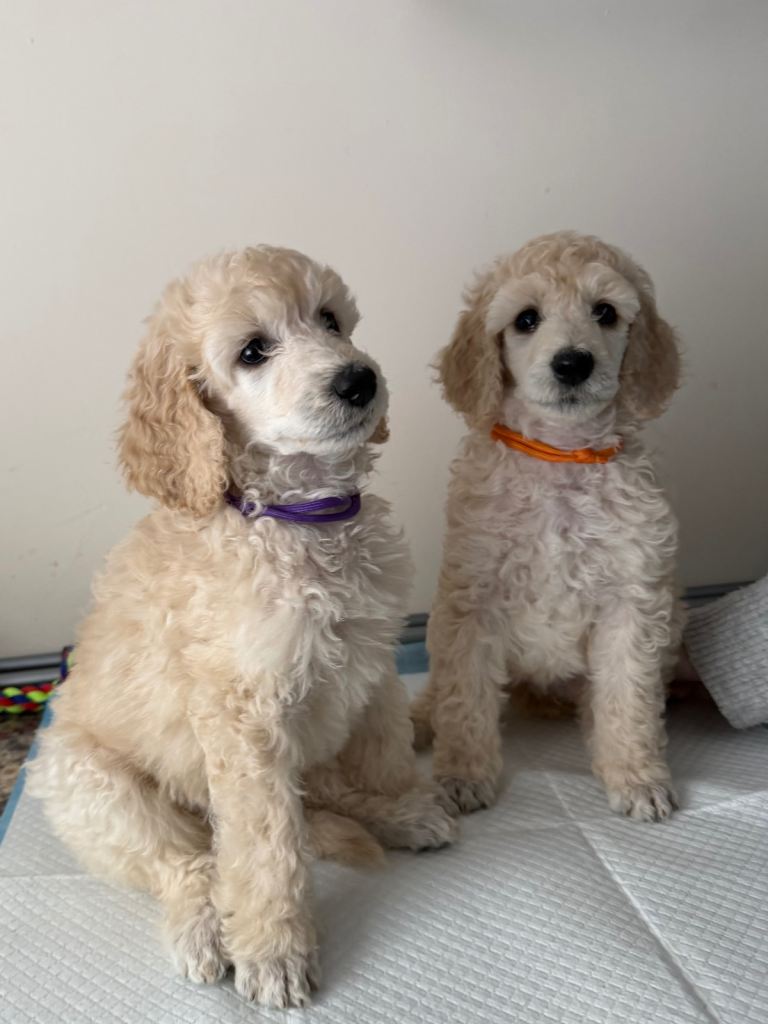 KC REGISTERED STANDARD POODLE PUPS