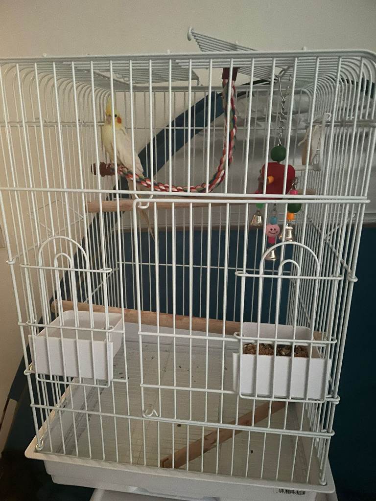 14week old cockatiel 