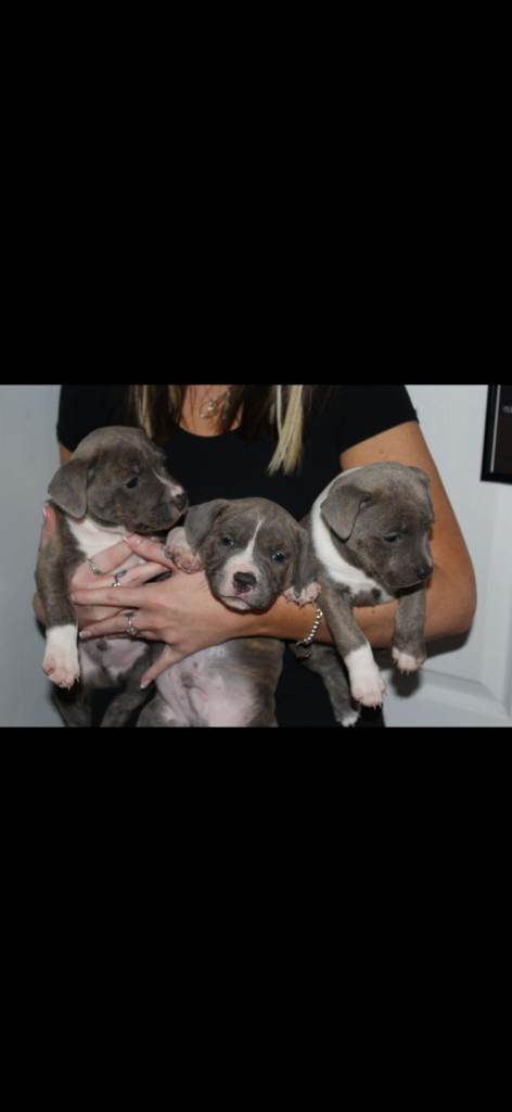 Staffordshire Bull Terrier Puppies...Exceptional Temperament, Top Homes Only!