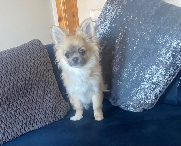 Stunning 6 Month Old Long Coat Male Chihuahua 