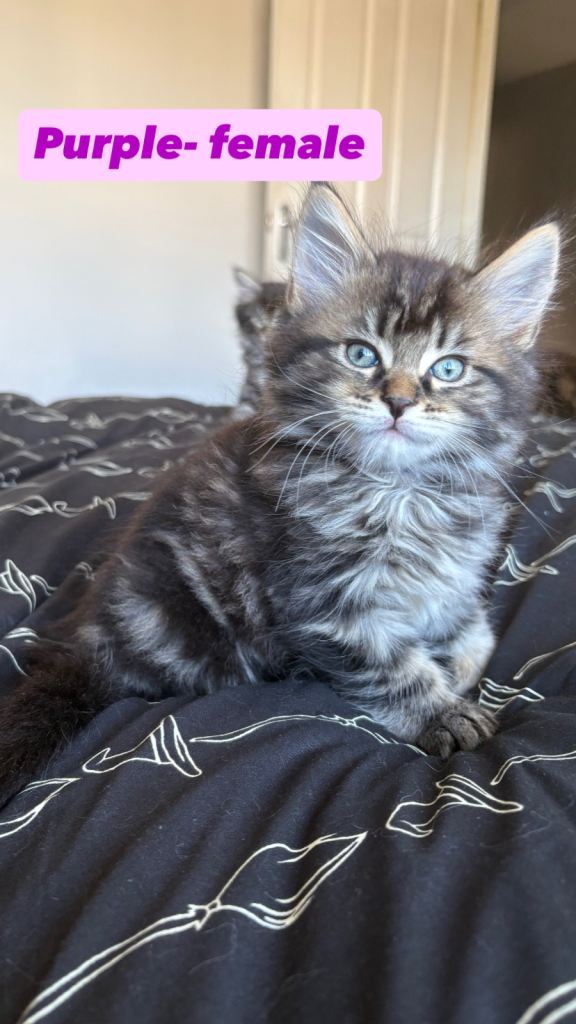 Maine coone kittens for sale 