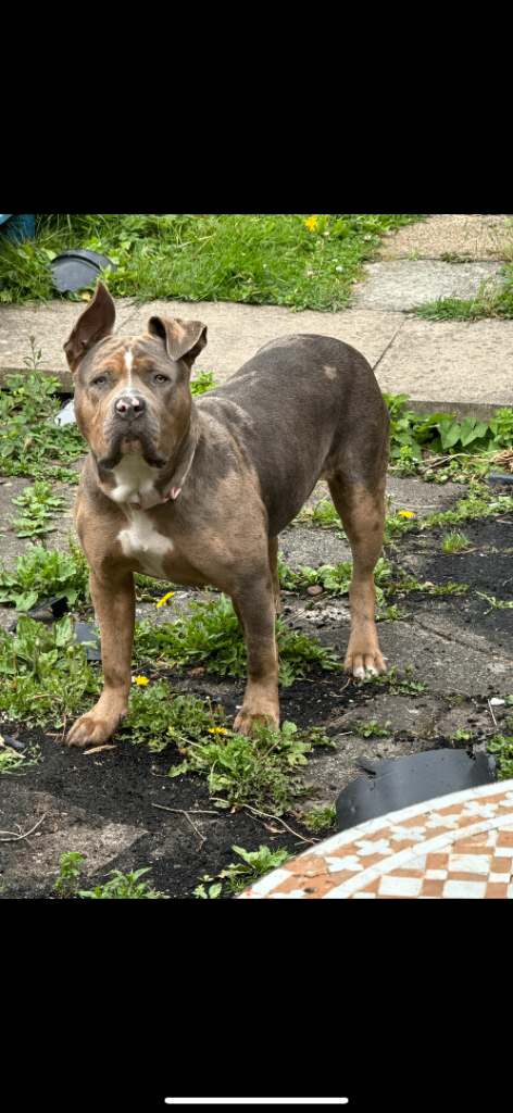 blue tri merle Cane corso 2 years old 