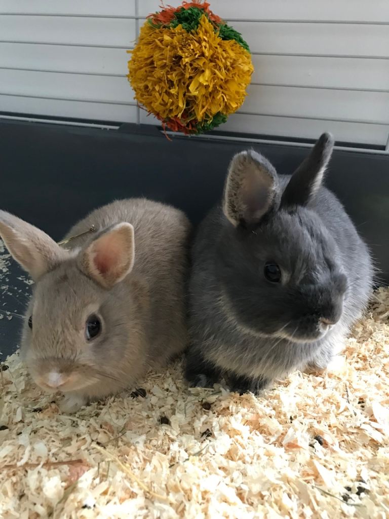 2 netherland dwarf rabbits 7 months old