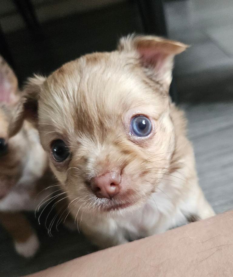 4 chihuahua pups left