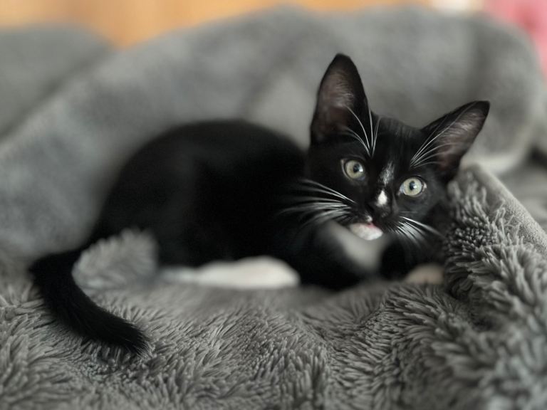 Burmese X Kittens ❤️ Only 2 Left