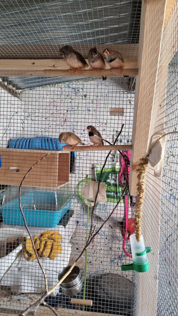 Zebra finches 