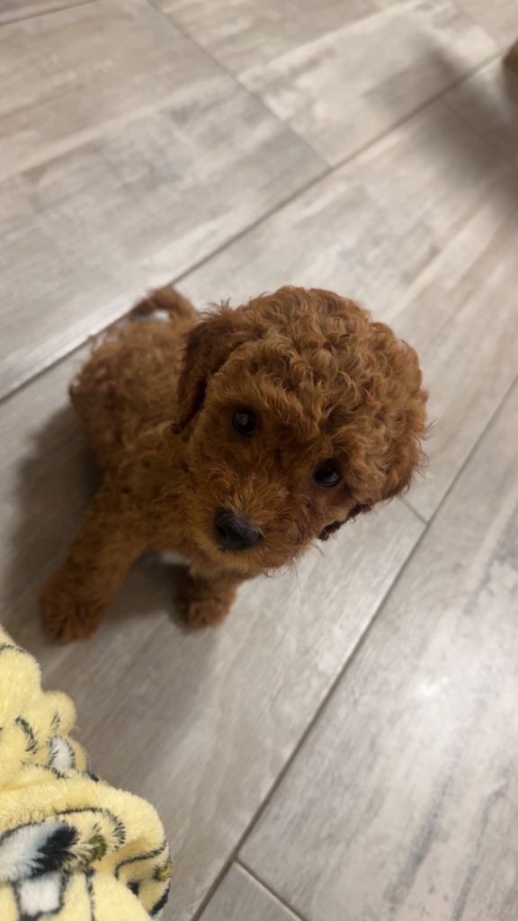 Red F1b cavapoo pup last one from litter 