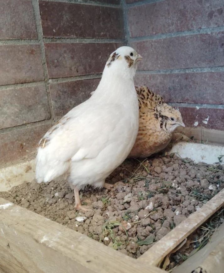 Japanese and Chinese Painted Quail hatching eggs