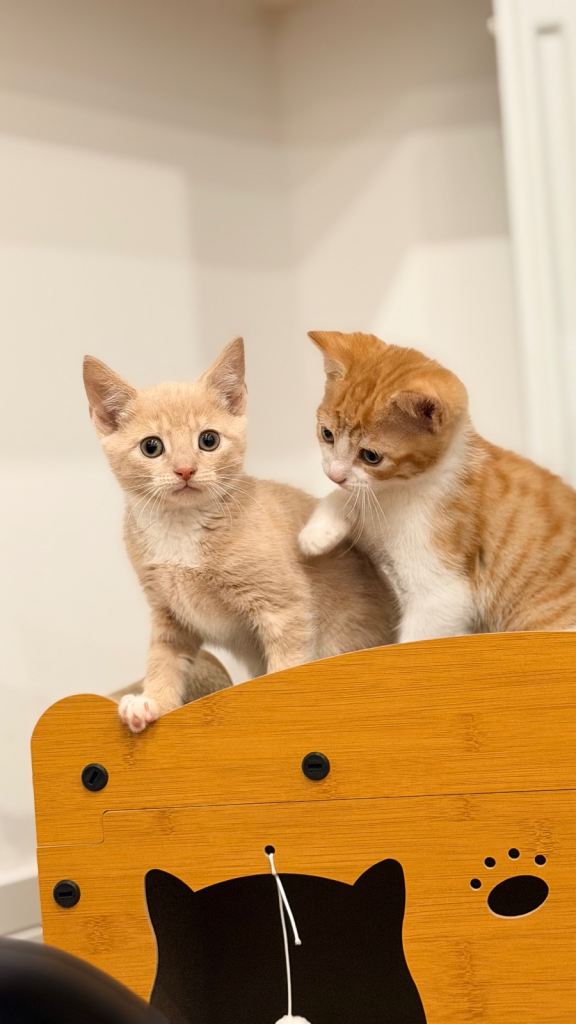 🌟 Stunning 15-Week-Old Cream Female Kitten For Sale 🌟