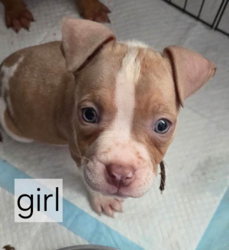 American bull dog pups for sale