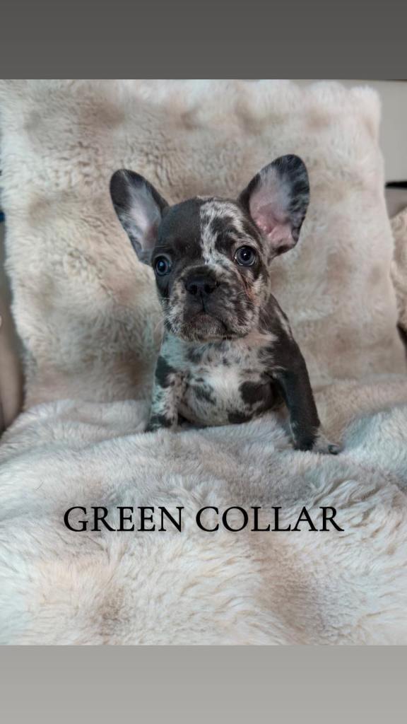 Beautiful French bulldog puppies