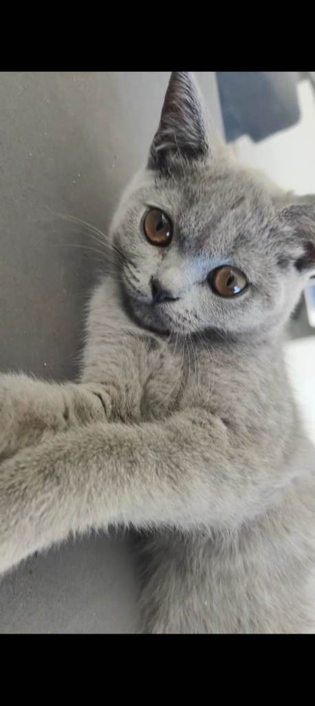 Cute British short hair available 