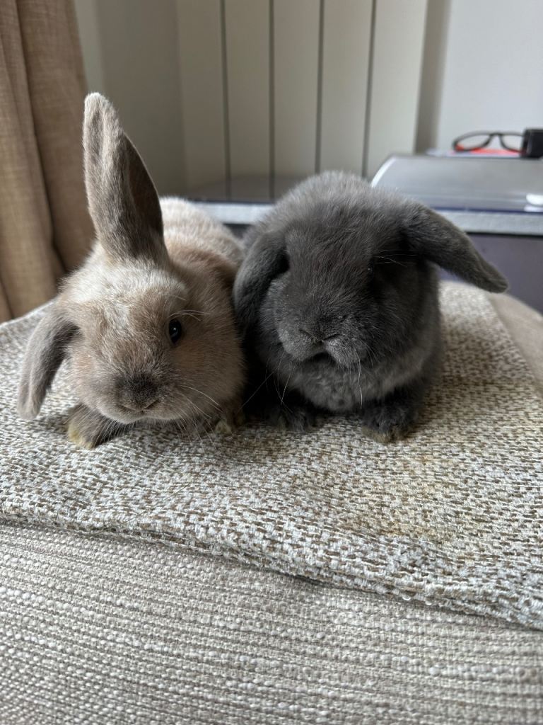 Mini lop 
