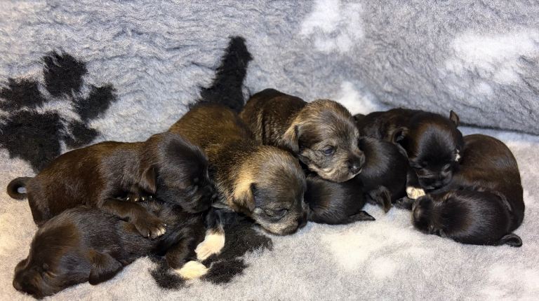 Schnauzer pups