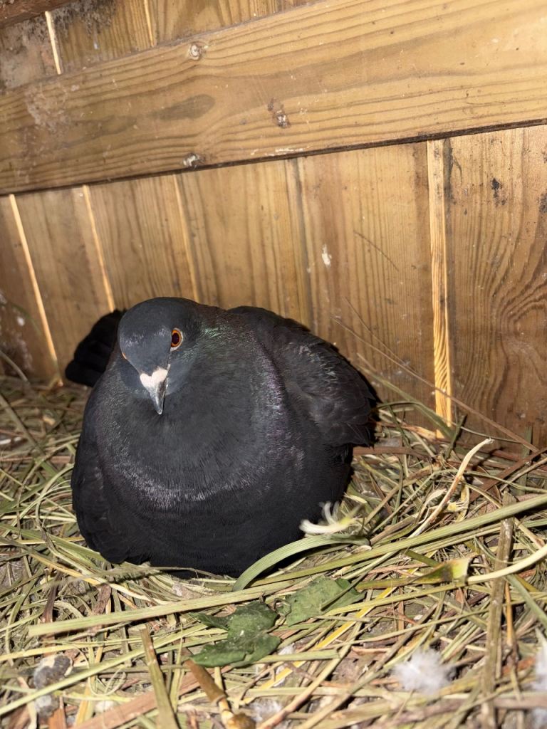 pigeons