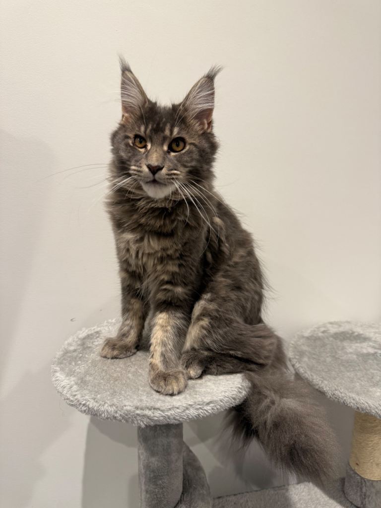 Blue/silver Maine coon kitten 