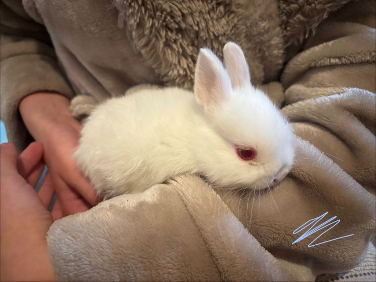 5 week old- 5 baby bunnies🥹