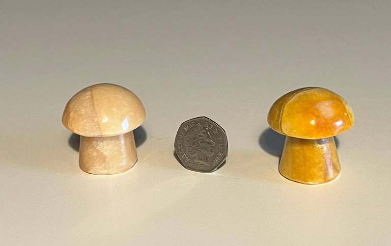 Pair of yellow banded Oynx Mushrooms 