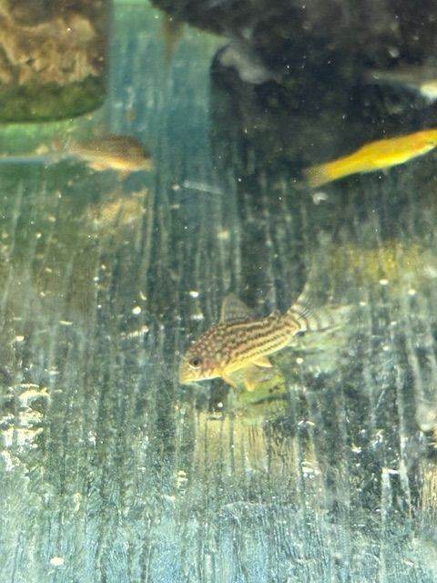 Corydoras, Plecos, livebearers and betta Imbellis for sale 