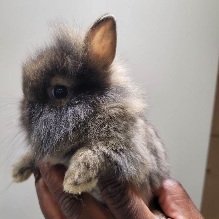 Mini Lop Rabbit 