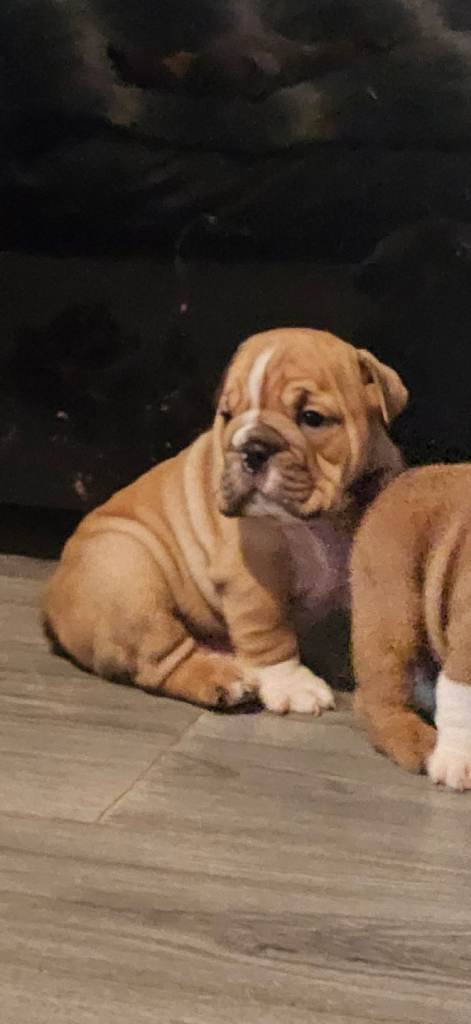 KC English bulldog puppies