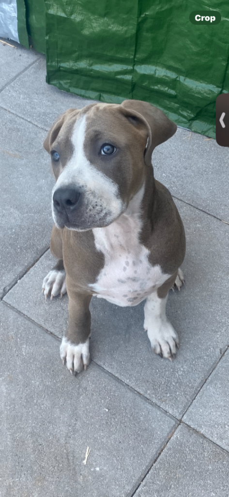 Cane corso cross 