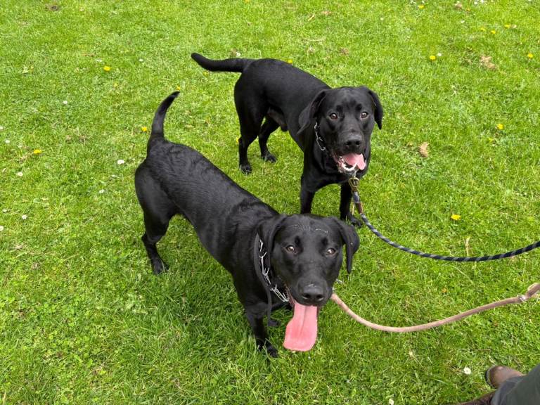 Young KC Registered Labradors – Rehome Together
