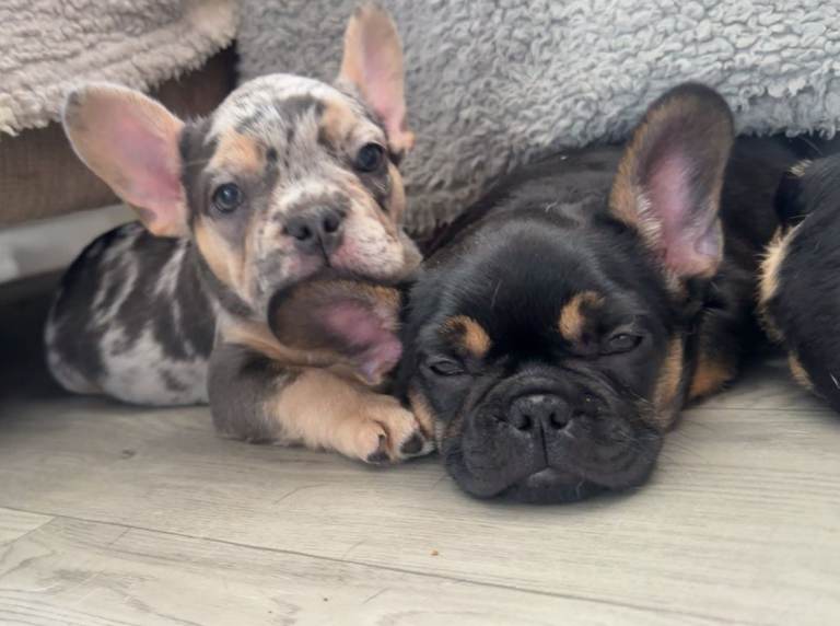 French Bulldog Puppies