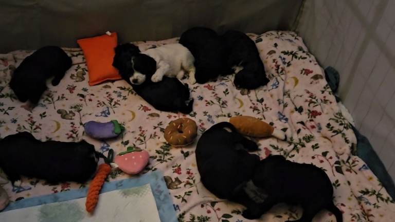 6 Gorgeous Puppies 🐶 😍 