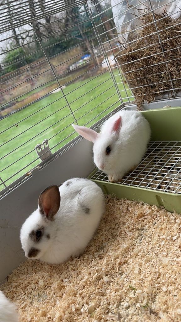 Beautiful Rabbits