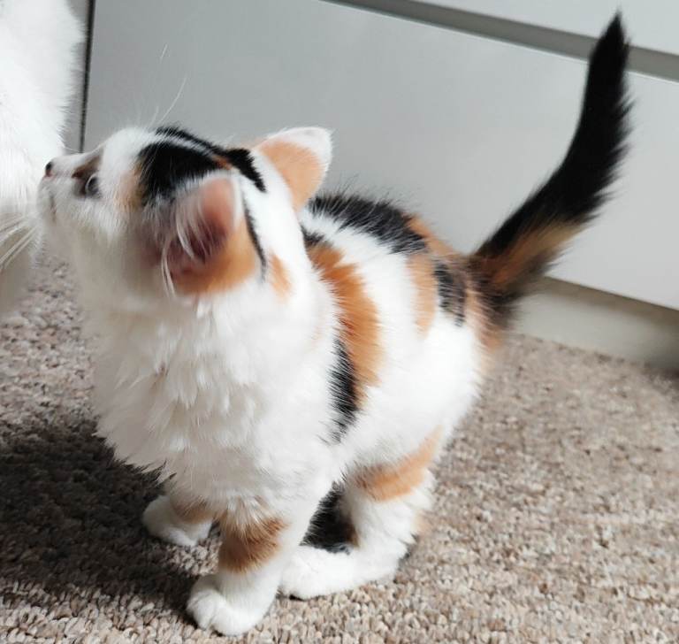 Adorable Mixed-Breed Kittens Looking for Loving Homes