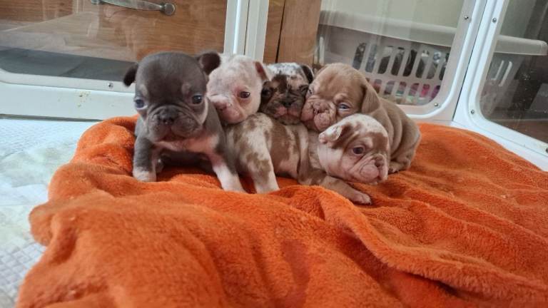 French bulldog puppys KC registered 