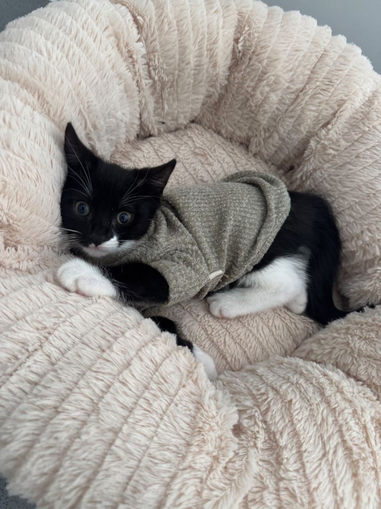 Kitten & cat - looking to rehome